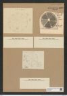 Actinoptychus hymatodes Pant. (de-Toni-Nr.: Genus 227, Species 5550) Zeichnungen Sammlung Grunow Nr. 9580 (NHMW-BOT-W0379394)